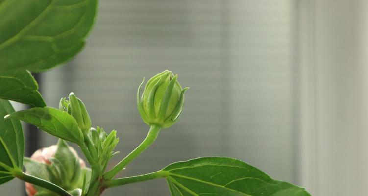 主题：扶桑花喜阳还是喜阴？剖析其生长环境需要注意的关键点