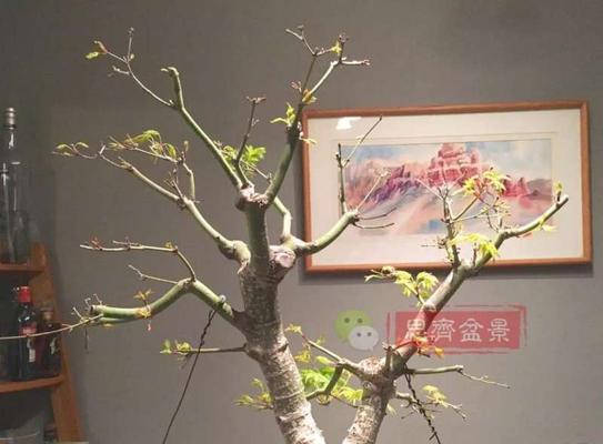 红枫盆景的上盆时间和养护方法（让家中美丽如画的红枫盆景，上盆时间和养护方法大揭秘！）
