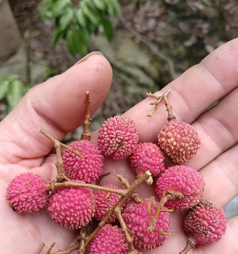 家庭荔枝种植指南（种荔枝，享受果实甜）