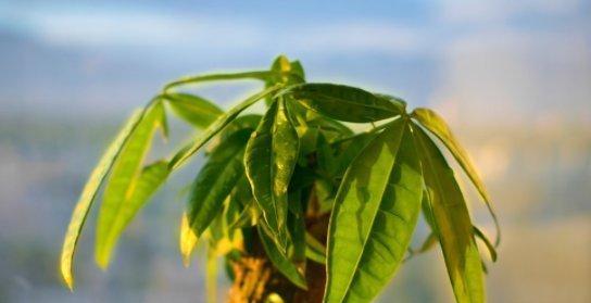 发财树冬天掉叶子？原因和应对办法详解（掌握这些知识，让你的发财树更健康成长）
