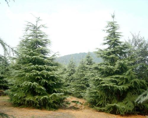 罗汉松种子发芽时间解析（探究罗汉松种子的发芽期限及注意事项）
