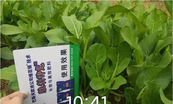 广东菜心种植时间和方法（如何在家种植广东菜心？种植技巧与注意事项）