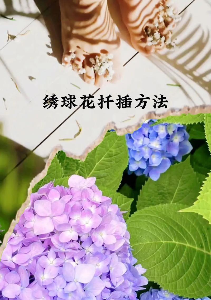 虎皮兰扦插的时间和方法（掌握方法，轻松养殖）
