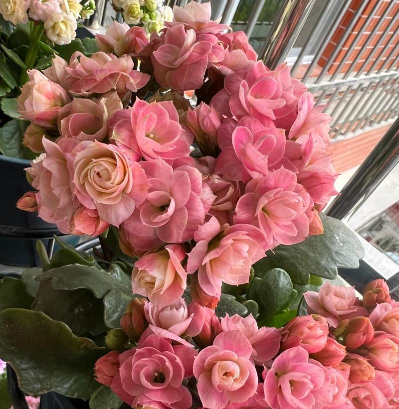 长寿花的芳香之谜（探究长寿花香味的来源及其化学成分）