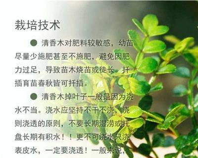 清香木的养护指南（多久浇一次水？）