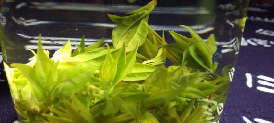 苦丁茶（从植物类别到功效全面解读，让你了解苦丁茶的全貌）