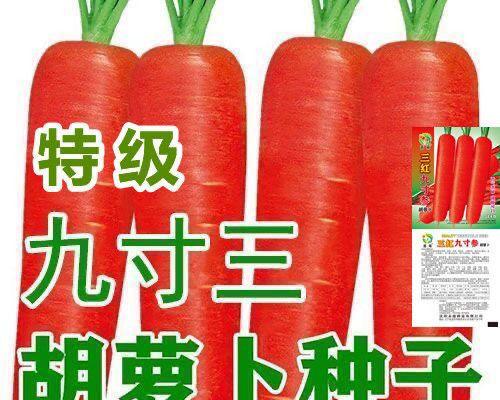 红萝卜种子的种植（从选择种子到收获丰收，让你轻松打造自己的红萝卜田）