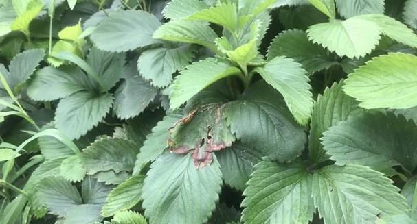 室外草莓冬季养护（室外草莓在冬天的保护方法）