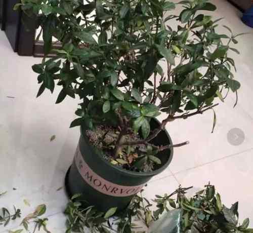 灯笼花在冬天应如何养护（冬季灯笼花的养护要点与技巧）