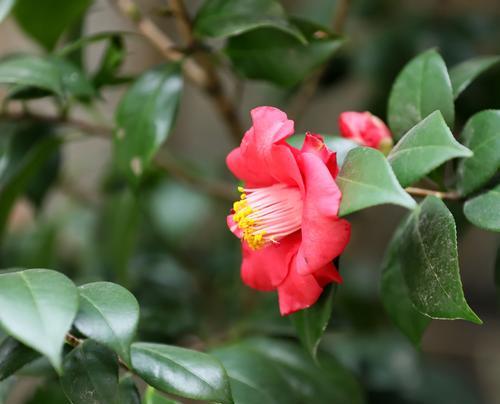 茶花的冬季养护（茶花怕冷吗？冬天怕冻吗？——解答茶花冬季养护问题）