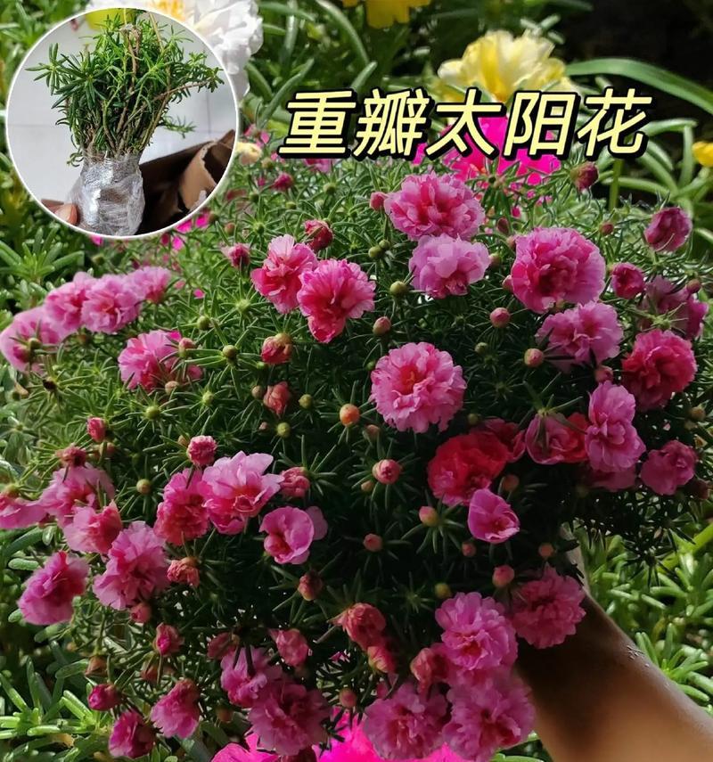 家里养太阳花，风水之福（揭示太阳花带来的好处和风水效应）
