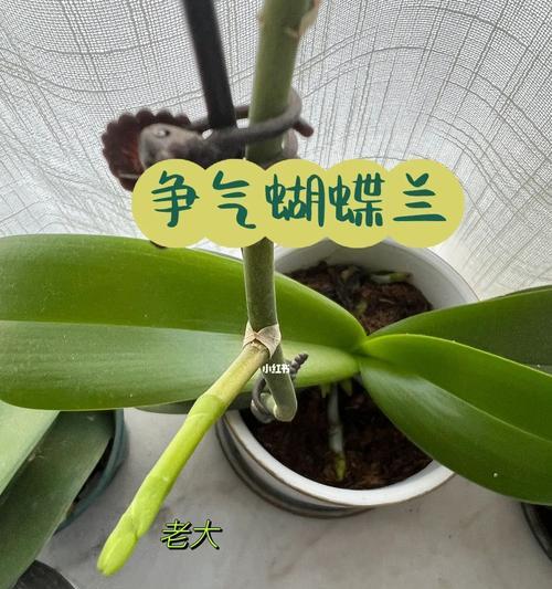 蝴蝶兰的开花周期（一年一次开花，养殖有技巧）