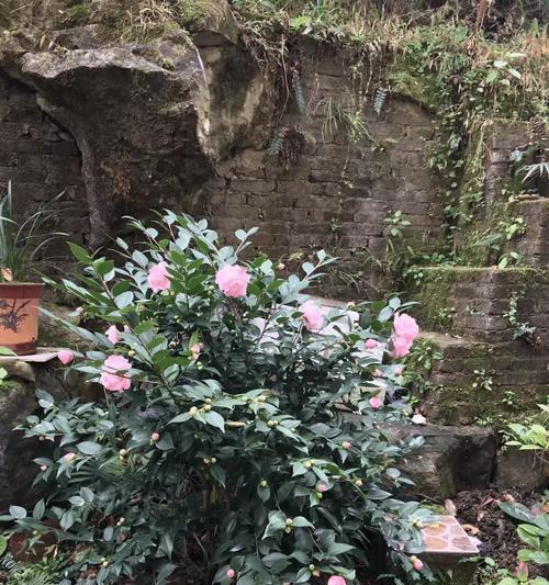 茶花花期的养护管理（让茶花更美丽的护理技巧）