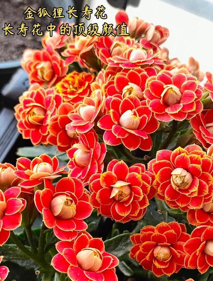 金狐狸长寿花——一种好养的观叶植物（喜爱阳光、水分和肥料的宠儿）