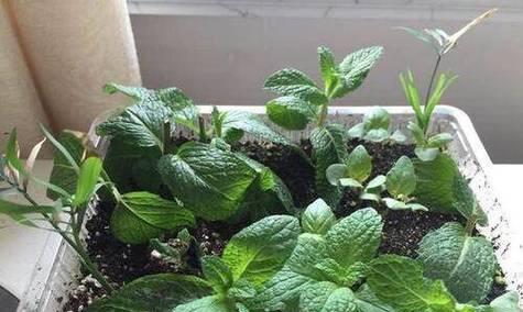 冬季薄荷的养护方法（让你的薄荷在寒冷的冬季生机勃勃）