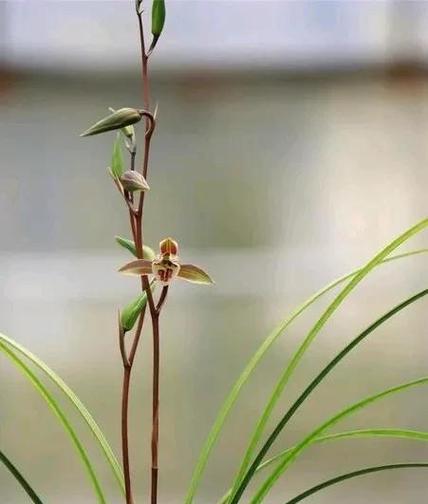 兰花多浇水怎么办？（防治兰花过水的方法。）