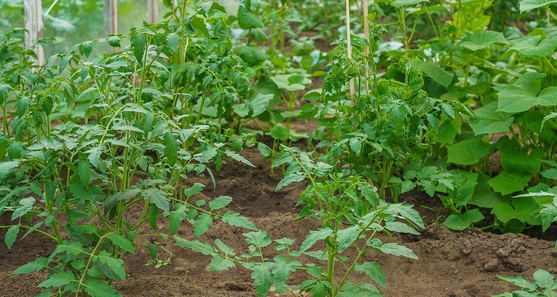 如何种植番茄？（时间、方法和注意事项）