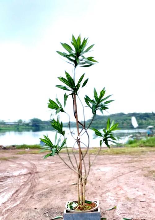 百合竹的浇水技巧（多久浇一次水才合适？）