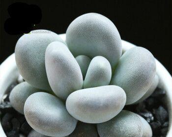 室内大型盆栽植物的选择与养护（打造居家绿色空间，绿色植物的正确选购与养护技巧）