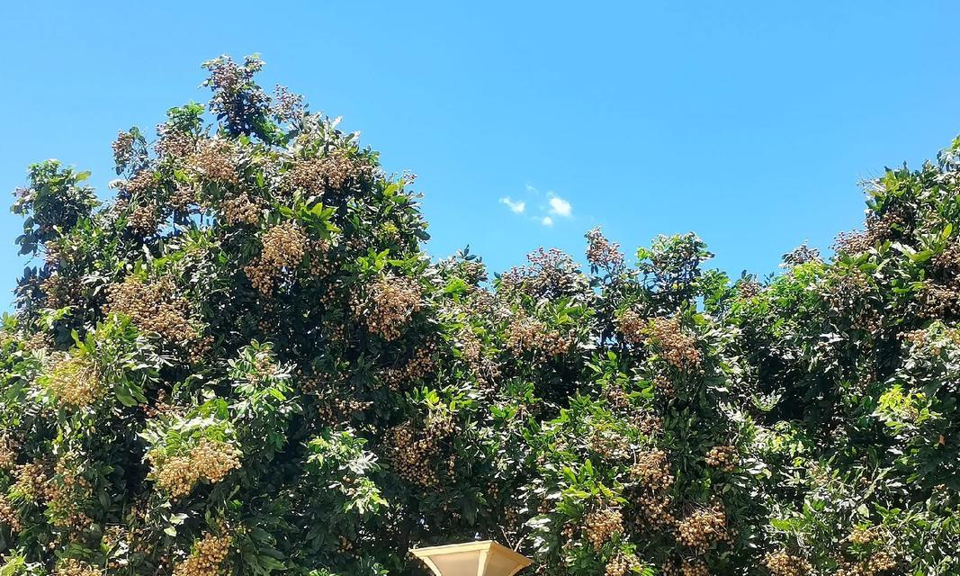 寻找最好的桂圆产地（从口感到品质全面解析，你想知道的全在这里！）