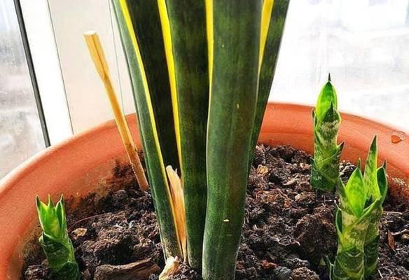 虎皮兰花谢后的养护方法（如何处理虎皮兰花谢后的枯萎与死亡？）