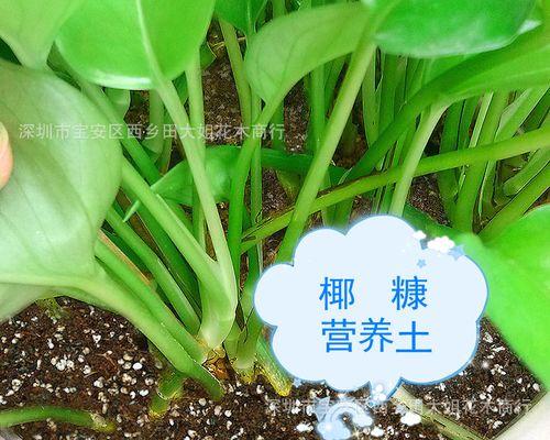 如何正确配土种植吊兰（吊兰必备的营养土配方，让你轻松成为种植高手）