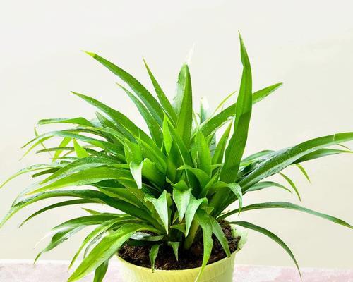石榴树是喜阳光的植物（探究石榴树的生长环境和生长习性）
