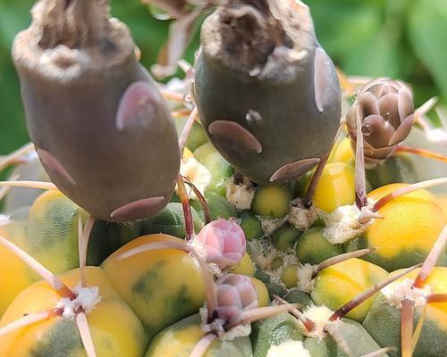 仙人球的种植和养护方法（栽种时间、土壤、浇水、施肥、剪枝、病虫害防治等要点）