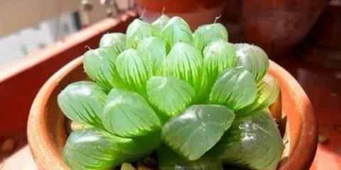 土命之人的幸福花园（择花而居，自然生态的养花心得）