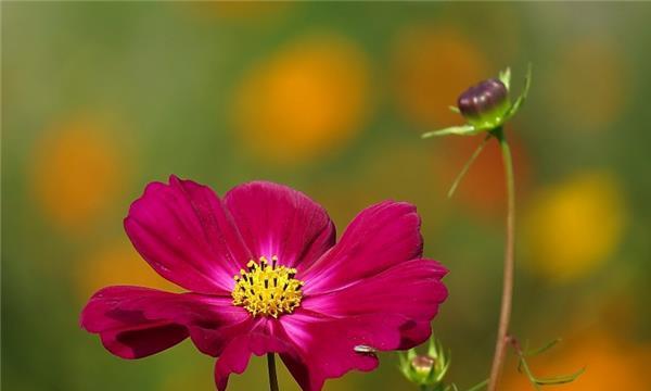 格桑花——高原生态之美（探秘格桑花的生命周期）