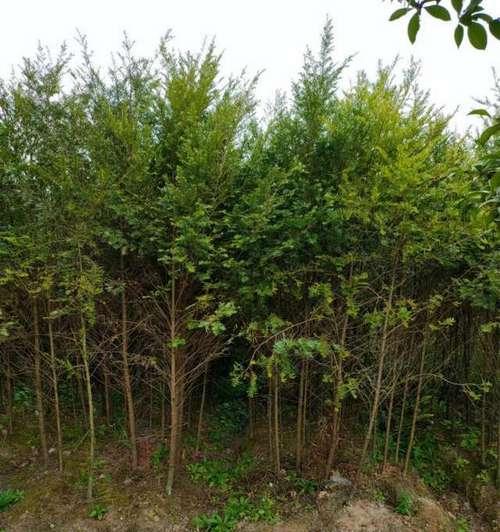 红豆杉适合什么土壤种植？（了解红豆杉的土壤喜好，助你成功种植）