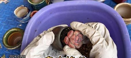 多肉种植（如何选择多肉植物的合适盆容量？）