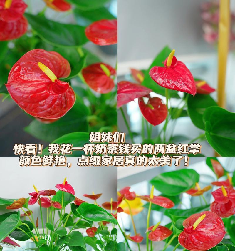 红掌花养护攻略（家庭养法大全，轻松养活红掌花）