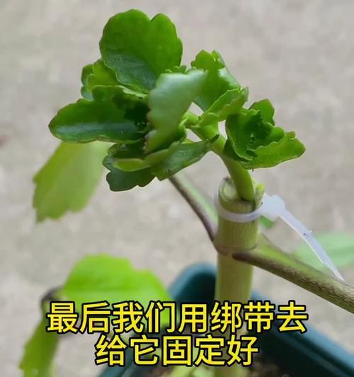 长寿花的嫁接技术（探究长寿花嫁接的方法与技巧）