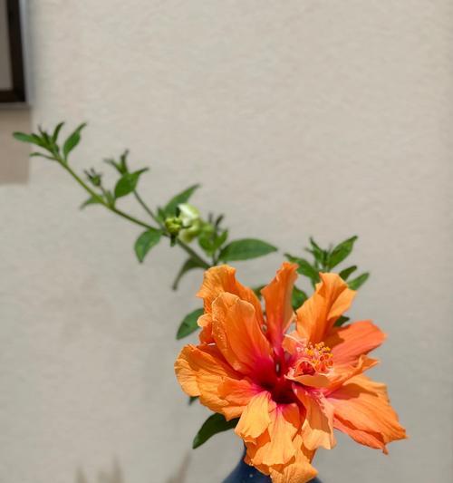 如何正确修剪扶桑花（扶桑花的修剪方法、注意事项、适宜季节、基本工具、剪枝规则）