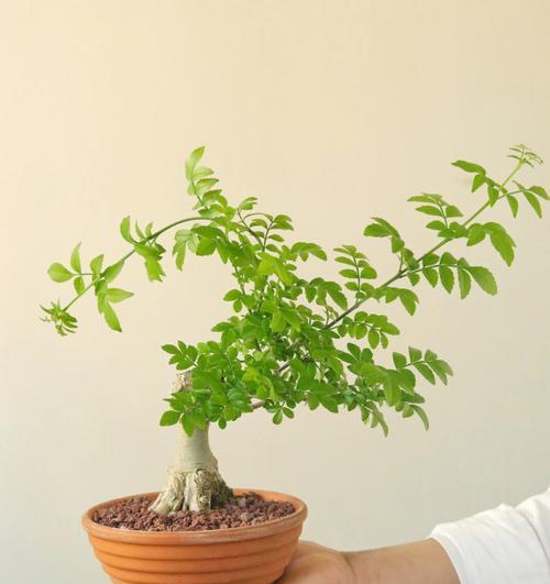 如何养护节白蜡？（让你的节白蜡粗壮茁壮成长）