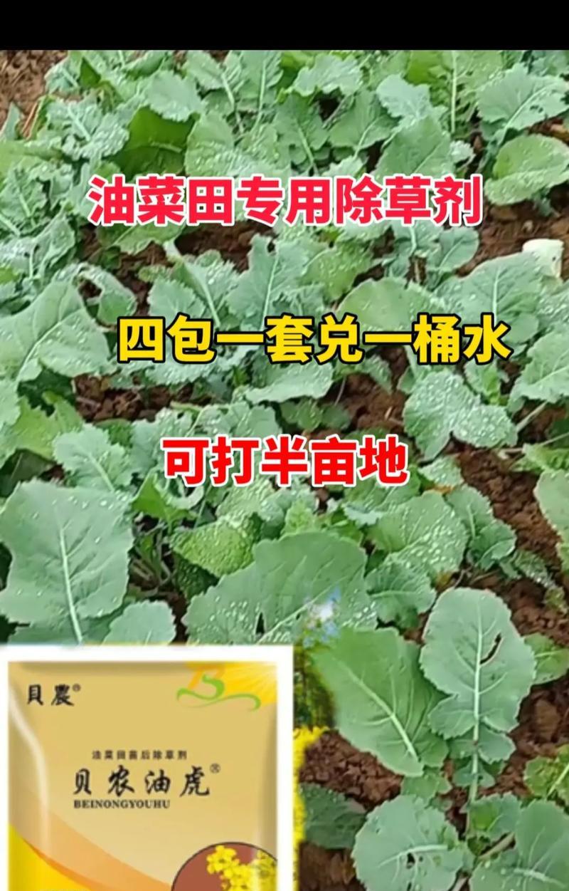 油菜种植的生长周期及开花时间详解（掌握油菜种植的生长周期，让你的油菜更健康开花）