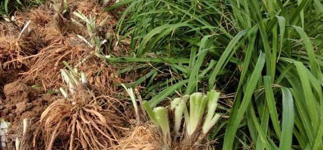 金针菜与黄花菜的区别（探究相似植物的差异）