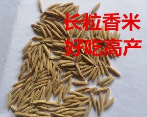 水稻种子的外观与特征（了解水稻种子，掌握丰收要诀）