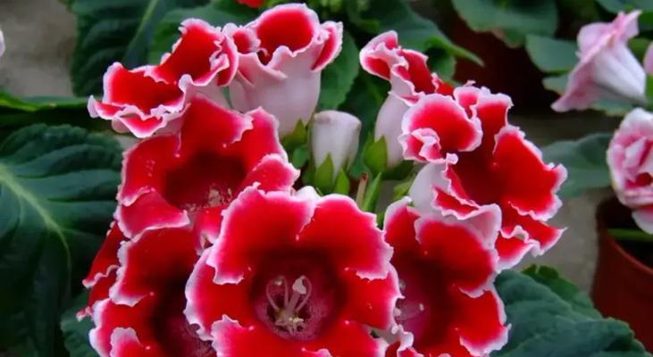 花开代表欲望——揭秘花语中的欲望主题（探寻欲望的奥秘，从花语角度出发）