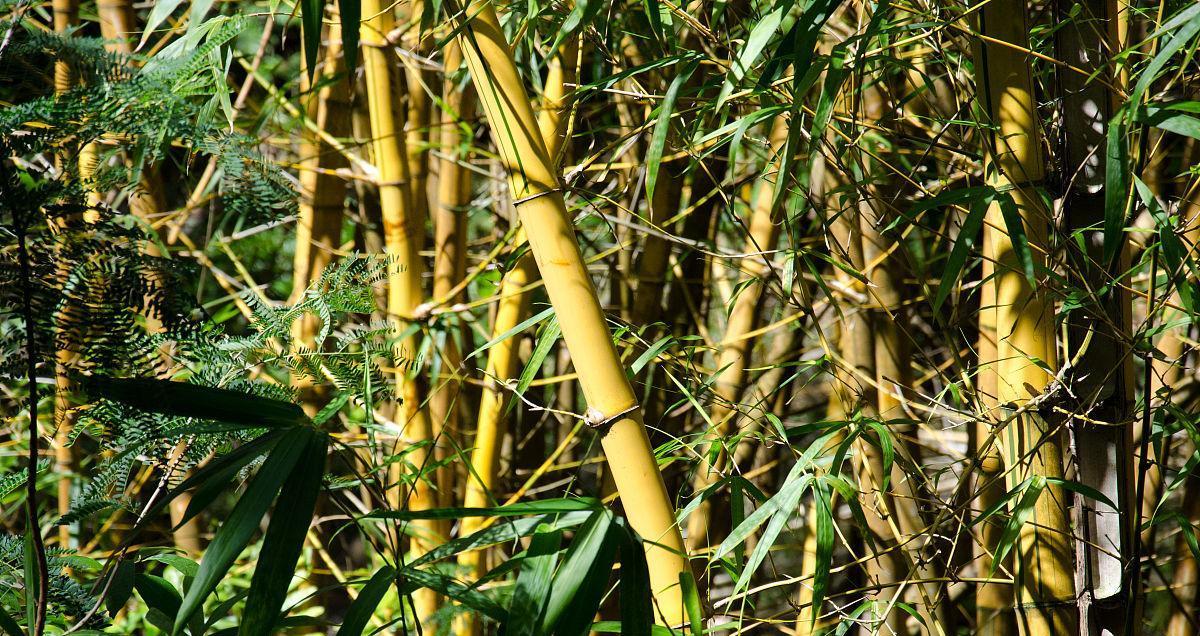 夏威夷竹子修剪指南（如何正确修剪夏威夷竹子，打造美丽庭院）