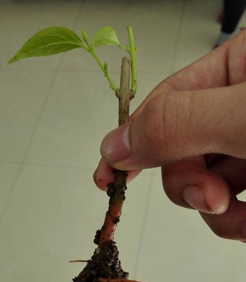 腊梅可水养吗？解析腊梅的适宜养护方法（如何进行正确的腊梅水养？掌握这些技巧让你的腊梅常青常美）