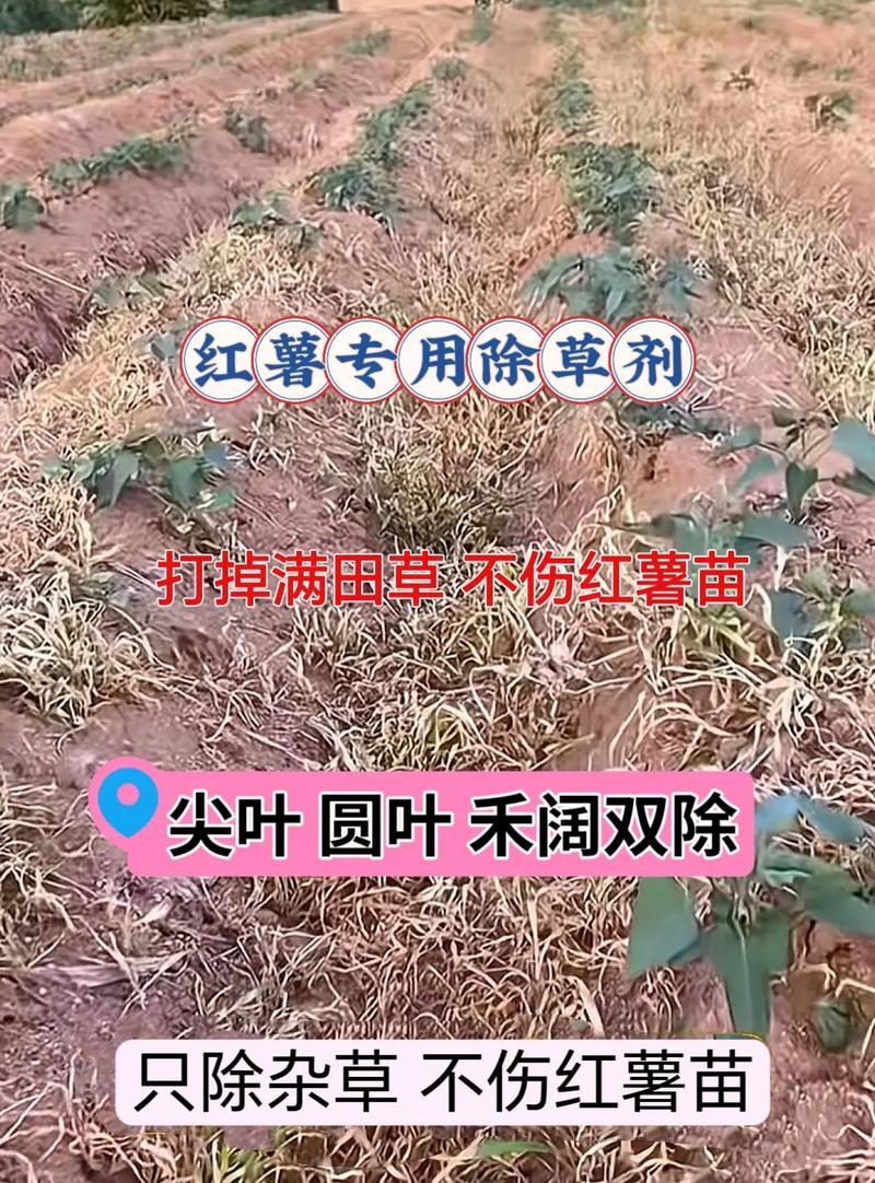 红薯肥料选用指南（如何选择最适合红薯生长的肥料）