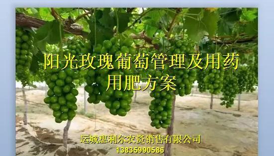 葡萄栽种指南——成功种植的秘诀（从选地到管理，全面掌握葡萄种植的技巧与注意事项）