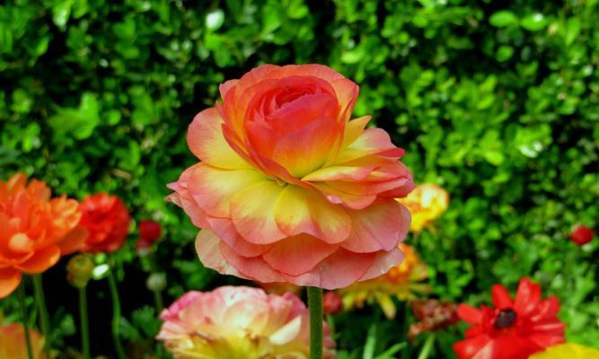 芹叶牡丹，养殖方法与养护要点（轻松掌握芹叶牡丹的养殖技巧，让你拥有一片色彩缤纷的园林）