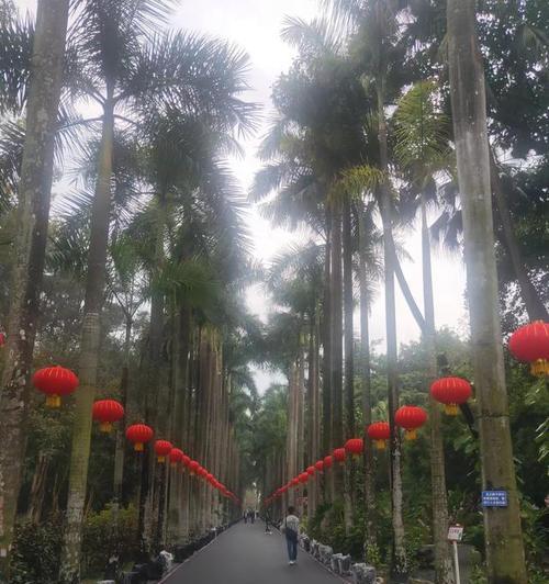 大王椰果实有毒吗？（了解大王椰果实的毒性及应对方法）