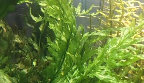 探秘常见的藻类植物（了解藻类植物的多样性及其应用）