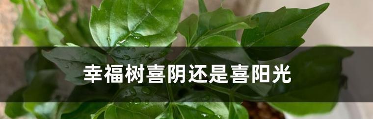 碰碰香喜阴还是喜阳？解读传统文化中的阴阳之道（探讨阴阳之间的相互转化，揭开碰碰香的神秘面纱）