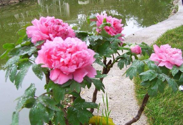 牡丹开花时间及护理方法（夏季的牡丹能否开花？如何让牡丹开得更美？）