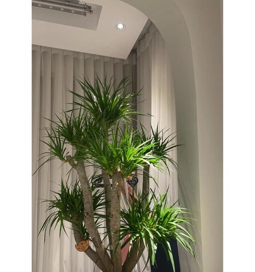 龙须树换盆后多久浇水一次（有效的龙须树浇水方法）
